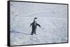 Emperor Penguin with Outstretched Wings-DLILLC-Framed Stretched Canvas