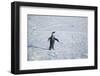 Emperor Penguin with Outstretched Wings-DLILLC-Framed Photographic Print