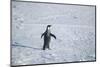 Emperor Penguin with Outstretched Wings-DLILLC-Mounted Photographic Print