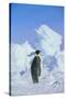 Emperor Penguin-DLILLC-Stretched Canvas