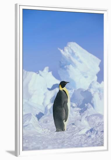 Emperor Penguin-DLILLC-Framed Premium Photographic Print
