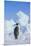 Emperor Penguin-DLILLC-Mounted Premium Photographic Print