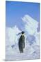 Emperor Penguin-DLILLC-Mounted Premium Photographic Print