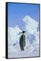 Emperor Penguin-DLILLC-Framed Stretched Canvas
