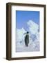 Emperor Penguin-DLILLC-Framed Photographic Print