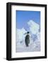 Emperor Penguin-DLILLC-Framed Photographic Print