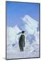 Emperor Penguin-DLILLC-Mounted Photographic Print