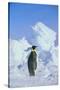 Emperor Penguin-DLILLC-Stretched Canvas