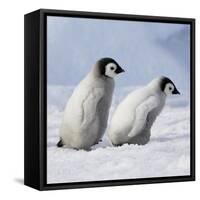 Emperor Penguins, 2 Young Ones Walking in a Line-null-Framed Stretched Canvas