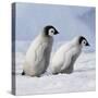 Emperor Penguins, 2 Young Ones Walking in a Line-null-Stretched Canvas