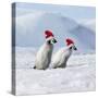 Emperor Penguins, 2 Young Ones Walking in a Line-null-Stretched Canvas