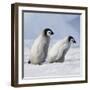 Emperor Penguins, 2 Young Ones Walking in a Line-null-Framed Photographic Print