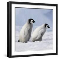 Emperor Penguins, 2 Young Ones Walking in a Line-null-Framed Photographic Print