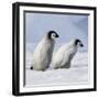 Emperor Penguins, 2 Young Ones Walking in a Line-null-Framed Photographic Print