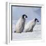 Emperor Penguins, 2 Young Ones Walking in a Line-null-Framed Photographic Print