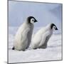 Emperor Penguins, 2 Young Ones Walking in a Line-null-Mounted Photographic Print