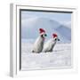 Emperor Penguins, 2 Young Ones Walking in a Line-null-Framed Photographic Print