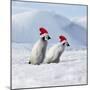 Emperor Penguins, 2 Young Ones Walking in a Line-null-Mounted Photographic Print