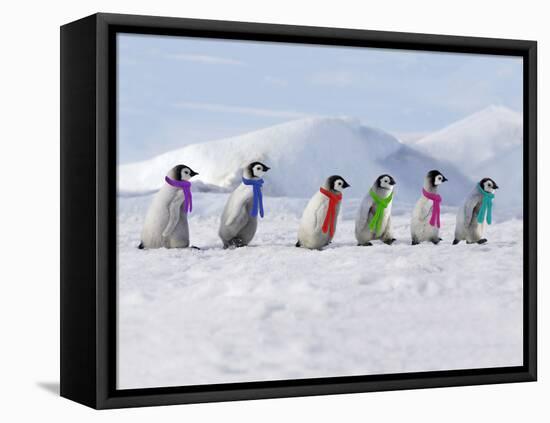 Emperor Penguins, 4 Young Ones Walking in a Line-null-Framed Stretched Canvas