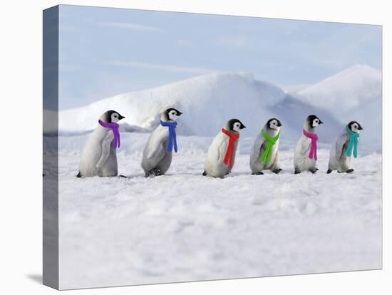 Emperor Penguins, 4 Young Ones Walking in a Line-null-Stretched Canvas