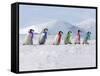 Emperor Penguins, 4 Young Ones Walking in a Line-null-Framed Stretched Canvas