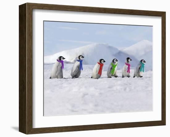 Emperor Penguins, 4 Young Ones Walking in a Line-null-Framed Photographic Print