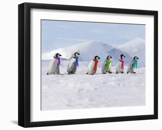 Emperor Penguins, 4 Young Ones Walking in a Line-null-Framed Photographic Print