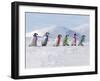 Emperor Penguins, 4 Young Ones Walking in a Line-null-Framed Photographic Print