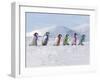 Emperor Penguins, 4 Young Ones Walking in a Line-null-Framed Photographic Print