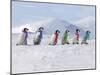 Emperor Penguins, 4 Young Ones Walking in a Line-null-Mounted Photographic Print