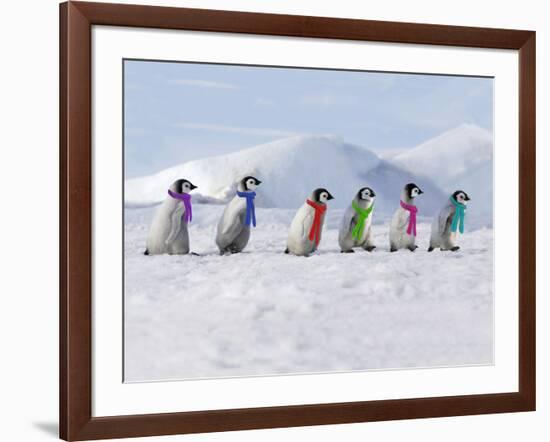 Emperor Penguins, 4 Young Ones Walking in a Line-null-Framed Photographic Print