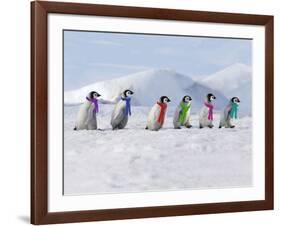 Emperor Penguins, 4 Young Ones Walking in a Line-null-Framed Photographic Print