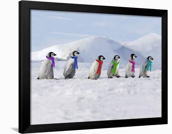 Emperor Penguins, 4 Young Ones Walking in a Line-null-Framed Photographic Print