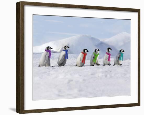 Emperor Penguins, 4 Young Ones Walking in a Line-null-Framed Photographic Print