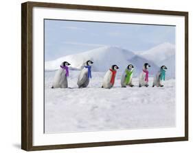 Emperor Penguins, 4 Young Ones Walking in a Line-null-Framed Photographic Print