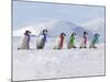 Emperor Penguins, 4 Young Ones Walking in a Line-null-Mounted Photographic Print