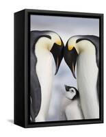 Emperor Penguins and Chick in Antarctica-Paul Souders-Framed Stretched Canvas