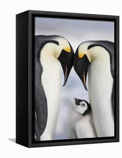 Emperor Penguins and Chick in Antarctica-Paul Souders-Framed Stretched Canvas