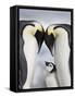 Emperor Penguins and Chick in Antarctica-Paul Souders-Framed Stretched Canvas