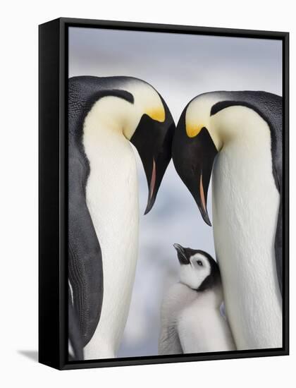 Emperor Penguins and Chick in Antarctica-Paul Souders-Framed Stretched Canvas