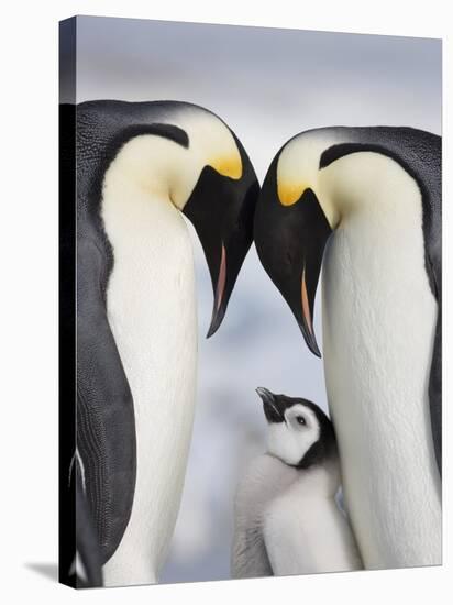 Emperor Penguins and Chick in Antarctica-Paul Souders-Stretched Canvas