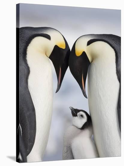 Emperor Penguins and Chick in Antarctica-Paul Souders-Stretched Canvas