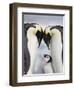 Emperor Penguins and Chick in Antarctica-Paul Souders-Framed Premium Photographic Print