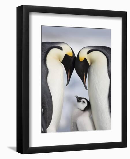 Emperor Penguins and Chick in Antarctica-Paul Souders-Framed Premium Photographic Print