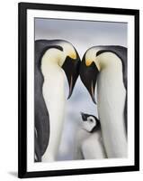 Emperor Penguins and Chick in Antarctica-Paul Souders-Framed Premium Photographic Print
