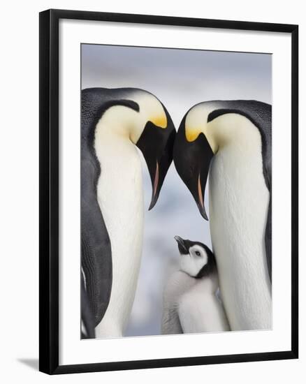 Emperor Penguins and Chick in Antarctica-Paul Souders-Framed Photographic Print