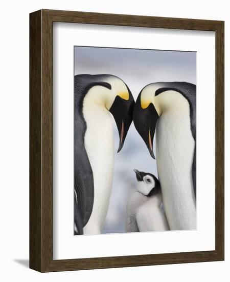 Emperor Penguins and Chick in Antarctica-Paul Souders-Framed Photographic Print