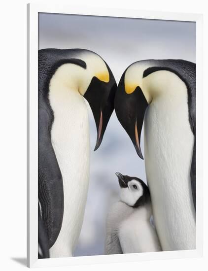 Emperor Penguins and Chick in Antarctica-Paul Souders-Framed Photographic Print