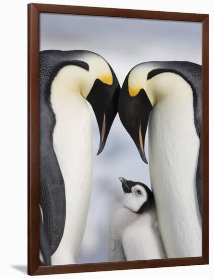 Emperor Penguins and Chick in Antarctica-Paul Souders-Framed Photographic Print