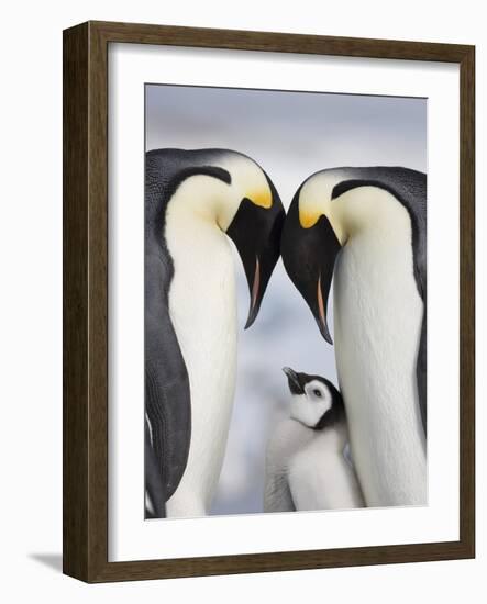 Emperor Penguins and Chick in Antarctica-Paul Souders-Framed Photographic Print